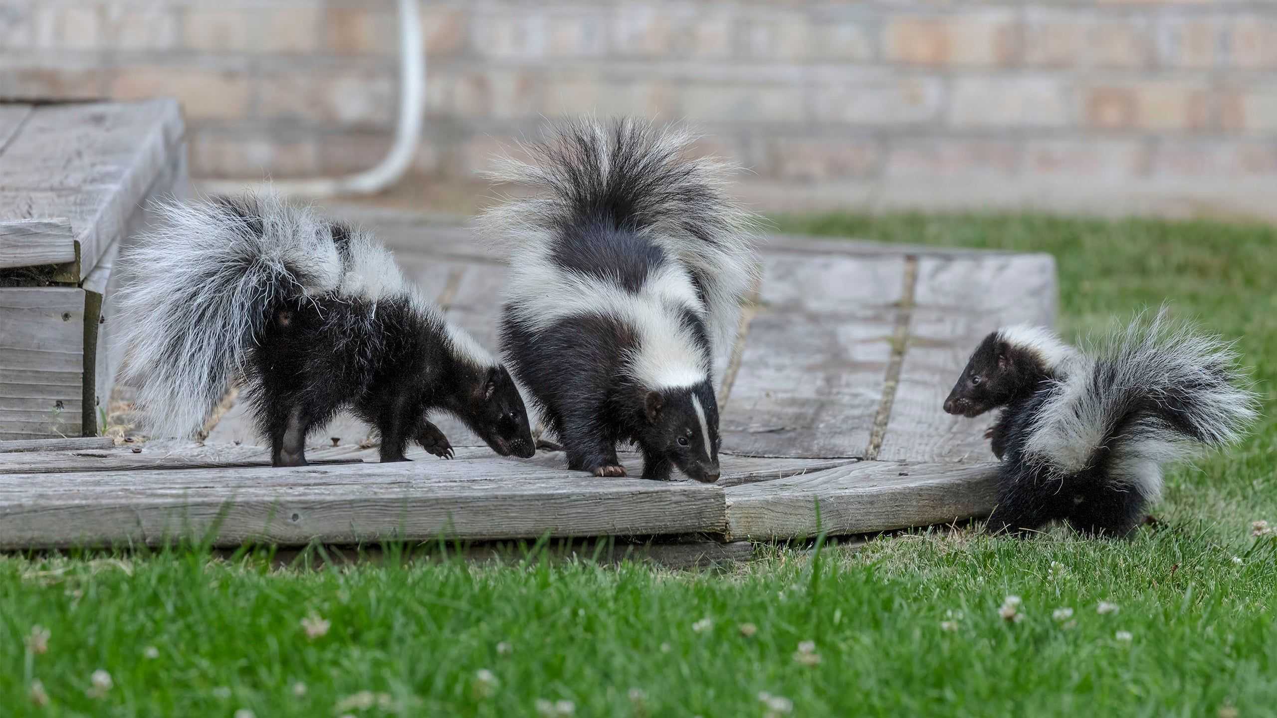 skunks near a patio