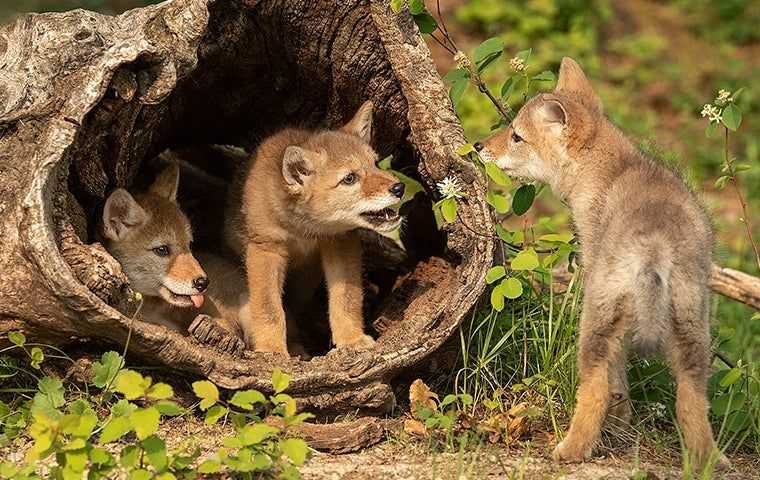 baby coyotes in a hollow log