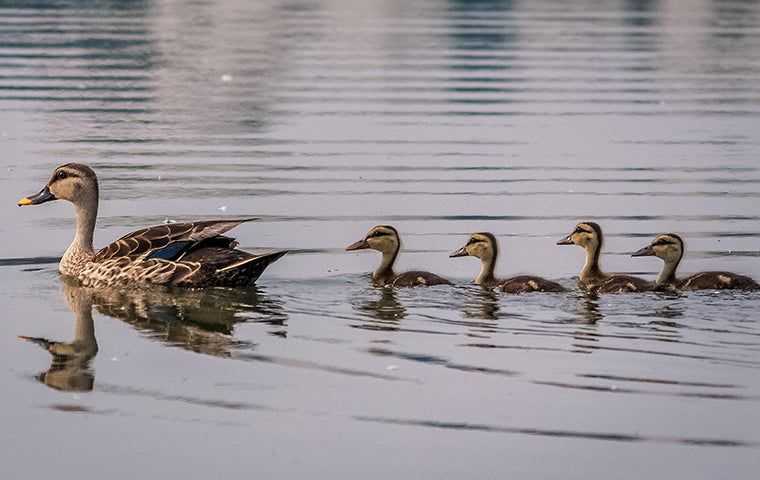 a mother duck with babies