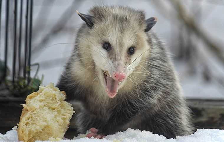 oppossum in the snow
