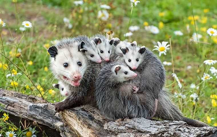 a mother opossum with babies on her back