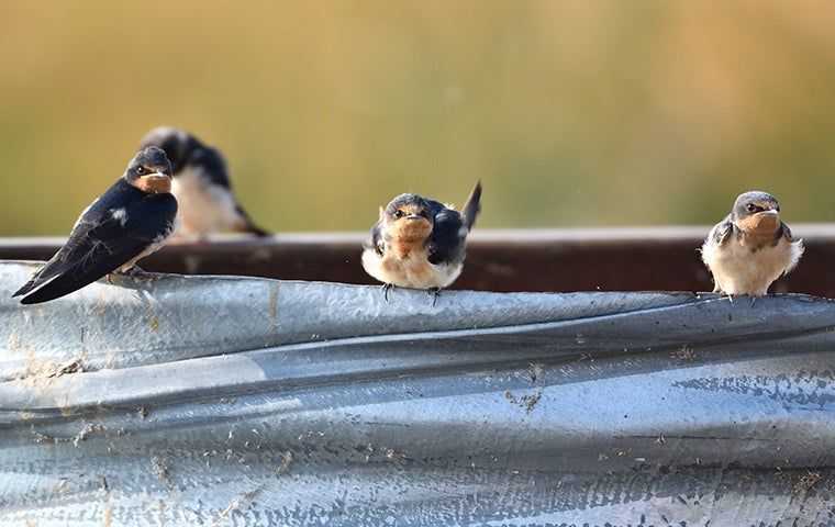 chimney swifts on a roof