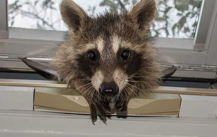 a raccoon coming into a window