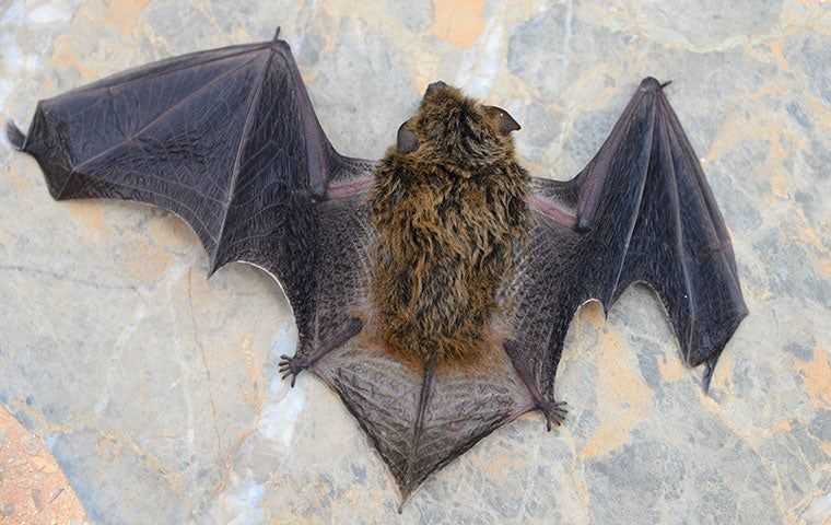 a bat on the floor of a home