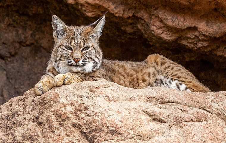 bobcat on a rock