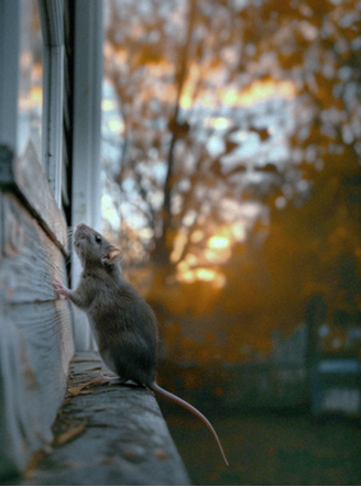 A mouse on a ledge
Description automatically generated