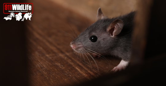rodent control