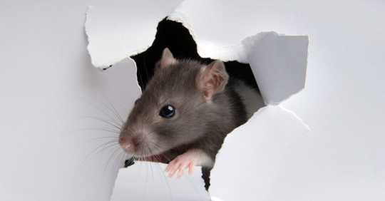a mouse enters through broken drywall
