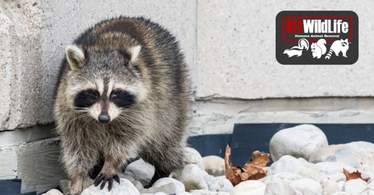 raccoon outside of a home