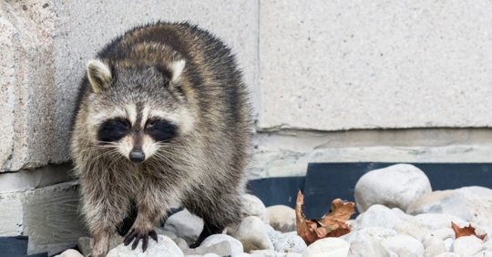 Raccoon outside home