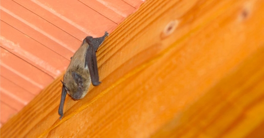 Bat inside residential home