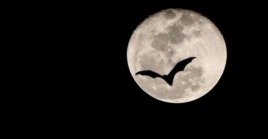 bat silhouetted against moon