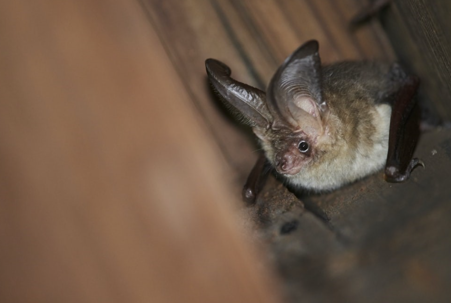 Bat in the attic