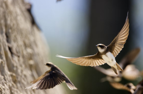 two barn swallows flying