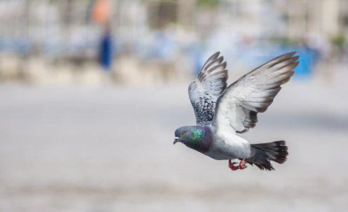 A grey flying pigeon in an open space