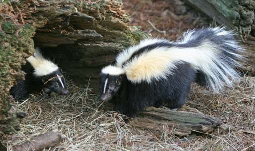Skunks hiding in their burrow