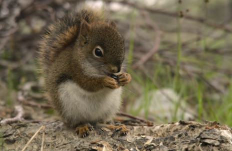 A fat baby squirrel eating a nut