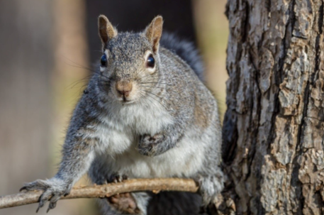 Gray squirrel sitting in a tree