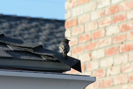 bird on roof