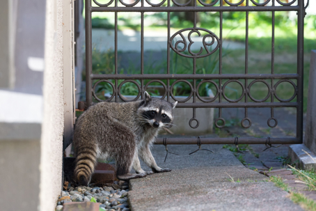 a racoon at a house entrance