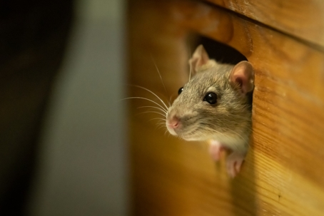 a rat looking out of a wooden box