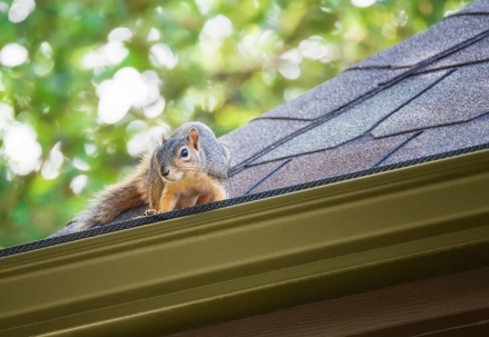 a squirrel on the roof