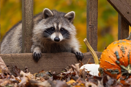 Raccoon on deck in the fall