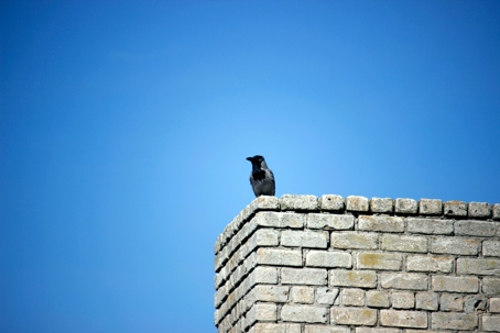bird on a chimney