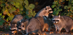 Raccoons