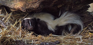 Skunks