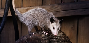 Opossums