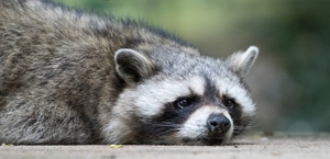 Raccoons