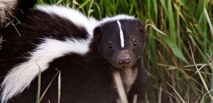 Skunks