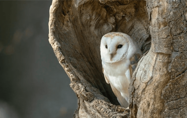 barn owls