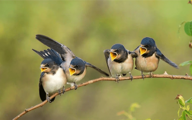 Barn Swallows