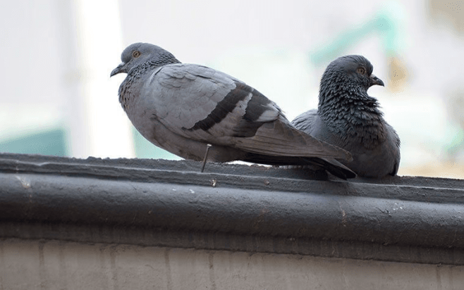 Pigeons