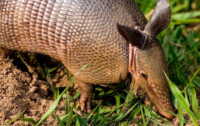 armadillo