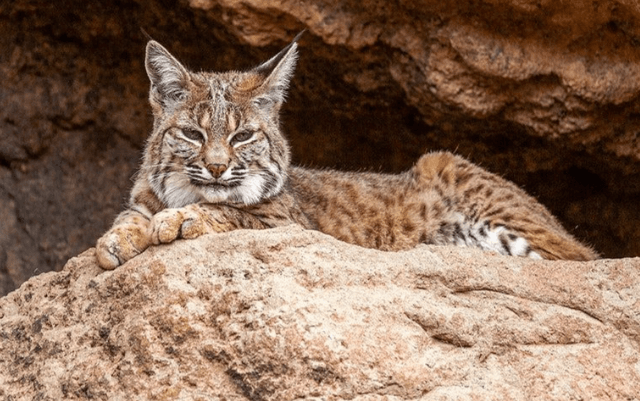 bobcat