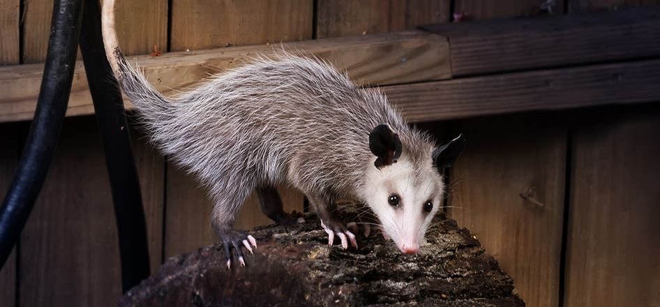 Opossums