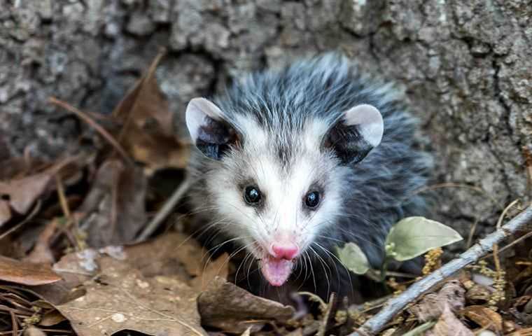 a small oppossum