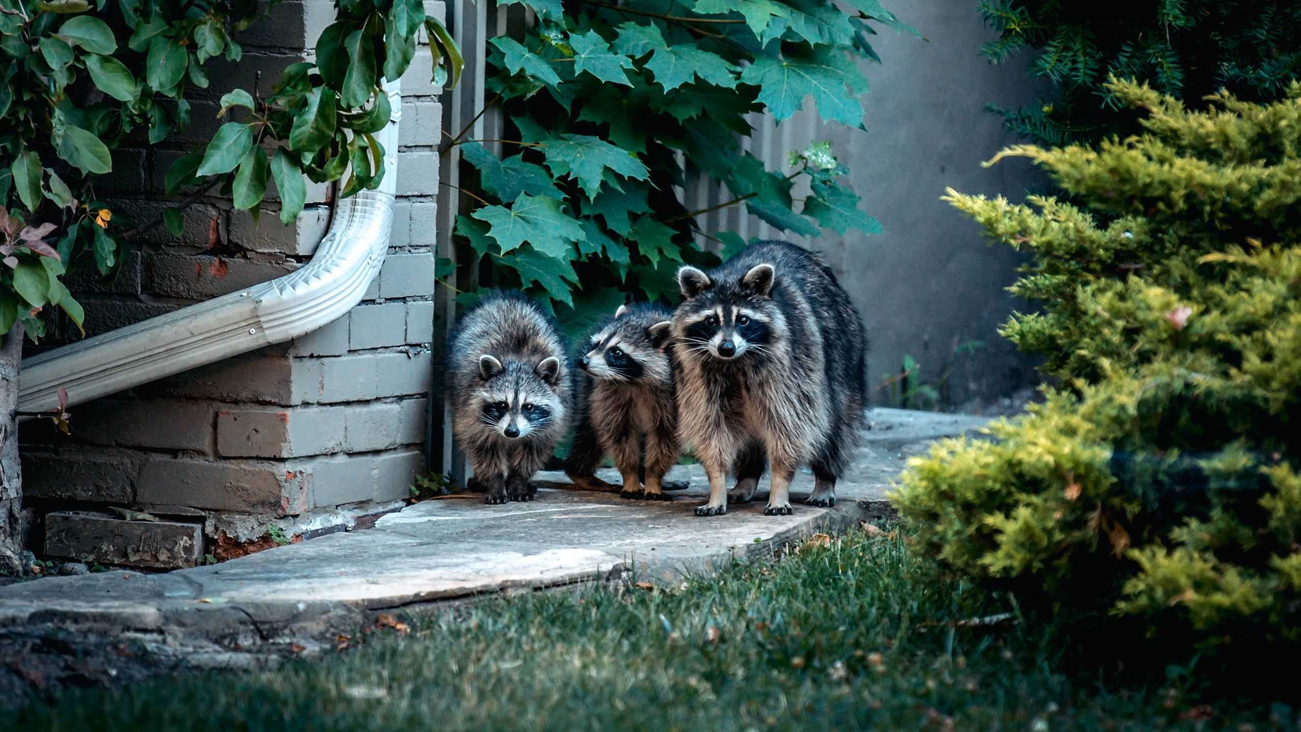 raccoons on a walkway outside a home