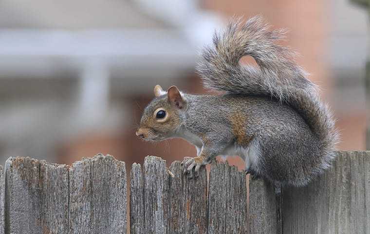 squirrel on a fence