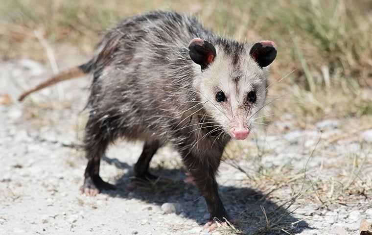 a possum in the dirt