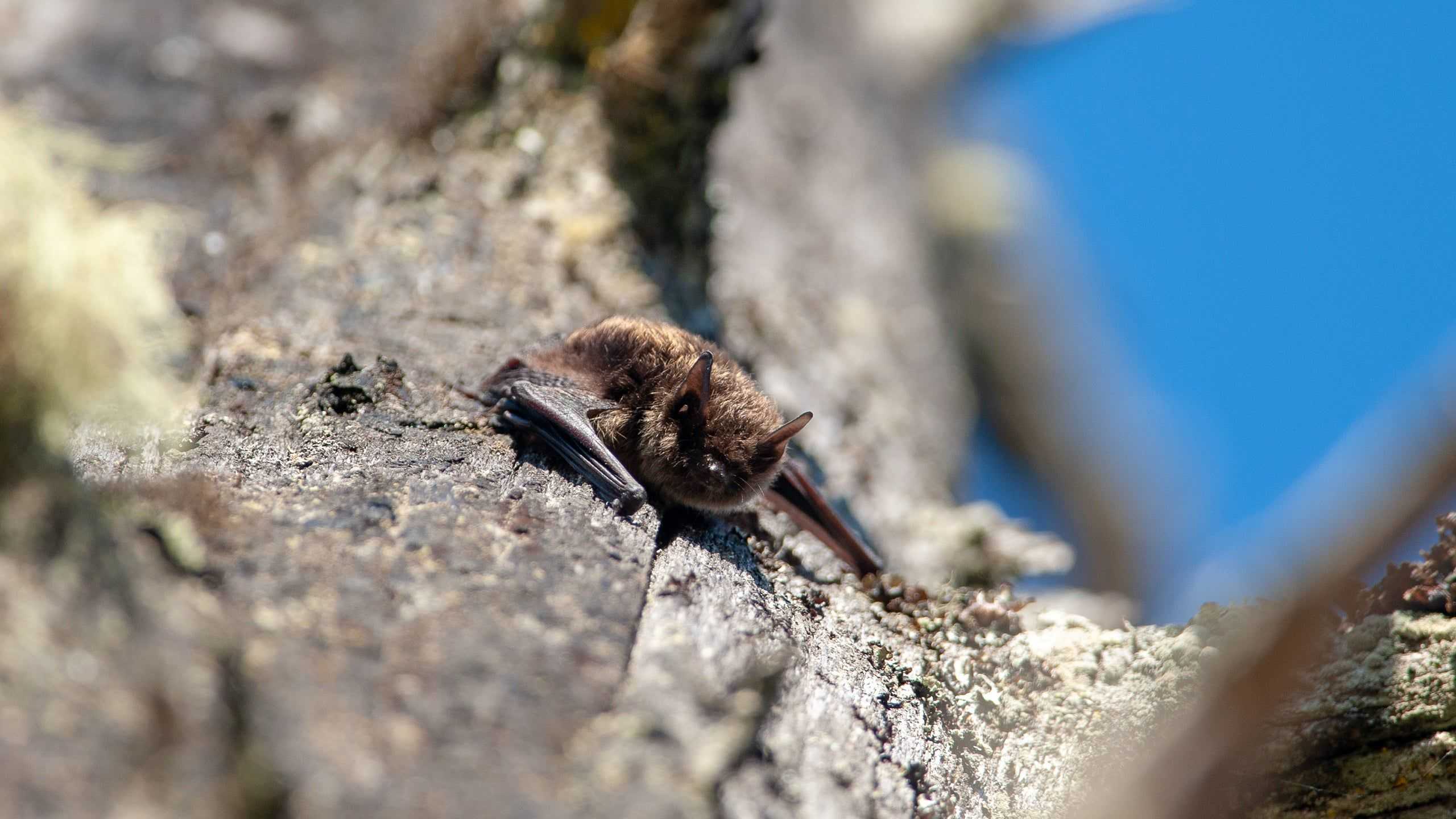 a bat on a tree