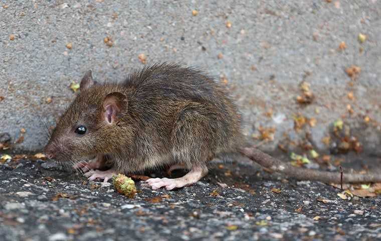 a baby rat