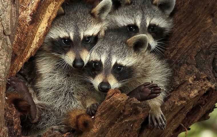 three little raccoons in a tree