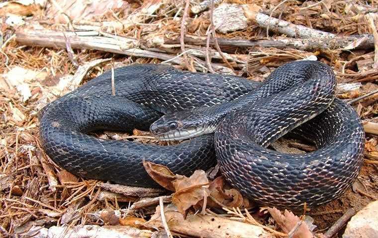 a snake in the dried grass and leaves