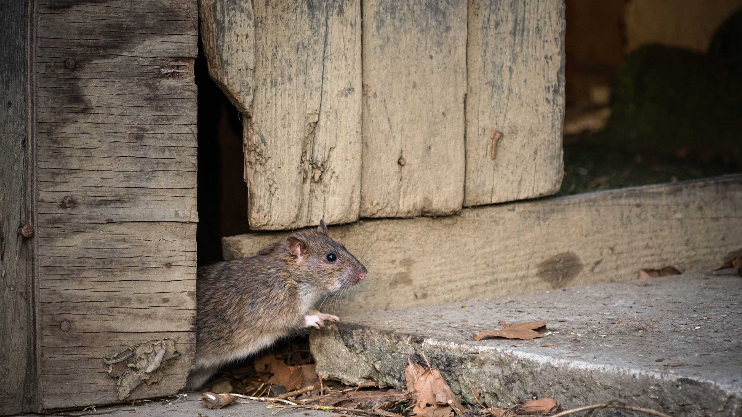 a rodent near a home