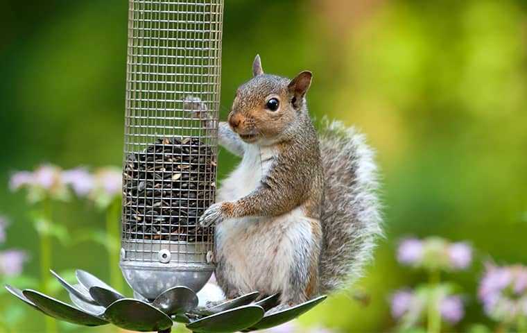 a squirrel eating out of a bird feeder