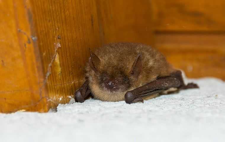 a bat in a home